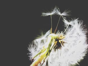 Close-up of dandelion against black background