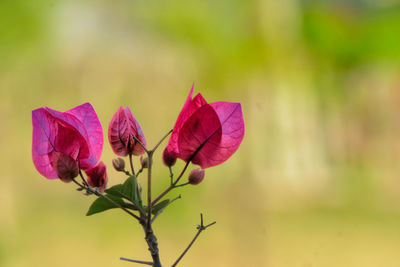 Close-up of red flower