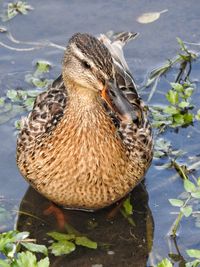 Close-up of duck swimming in lake