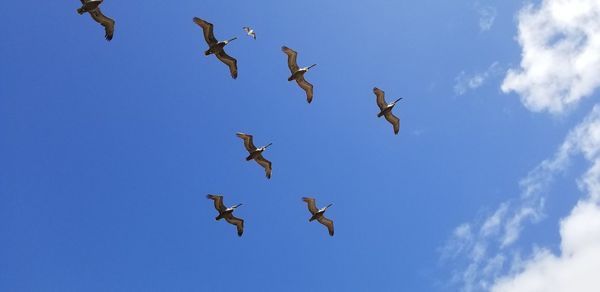 Low angle view of birds flying in sky