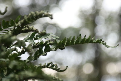 Close-up of plant against blurred background