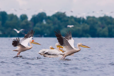 Seagulls flying over the sea