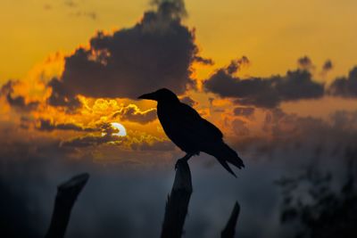 Bird perching on a orange sunset