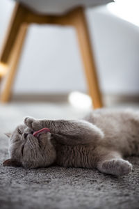 Close-up of a cat sleeping