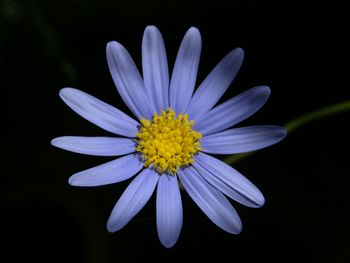 Close-up of daisy flowers