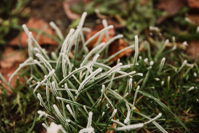 Close-up of fresh flowers in field