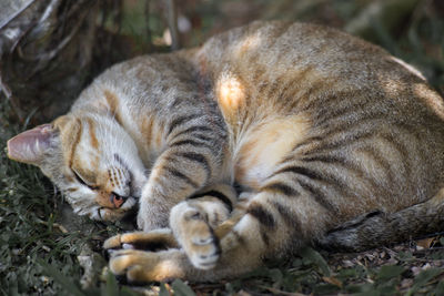 Close-up of cat sleeping on field