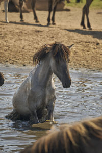 horse