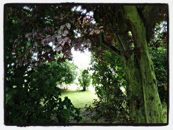 tree