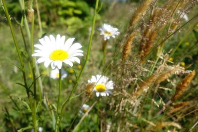 Close-up of white flowers blooming outdoors