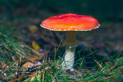 Close-up of mushroom growing on field