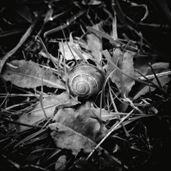 High angle view of snail on dry leaf