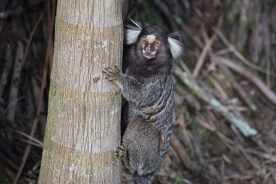 Monkey on tree trunk