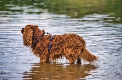 Dog on a lake