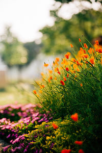 Close-up of flowers blooming outdoors