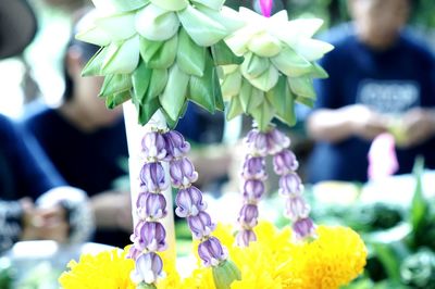 Close-up of purple flowering plant