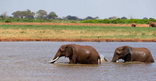 Elephant in a river