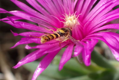 Close-up of bee pollinating on pink flower