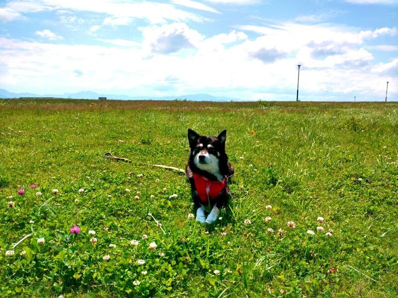 PORTRAIT OF DOG STANDING ON GRASSY FIELD