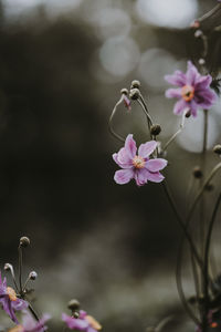 Close-up of pink flowering plant