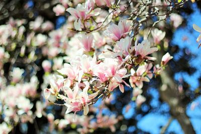 Close-up of pink flowers on tree