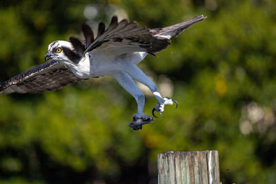 Close-up of bird flying against blurred background