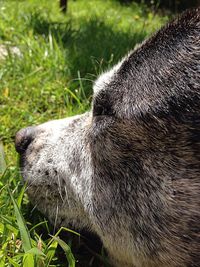 Close-up of dog on field