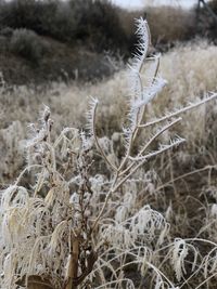 Close-up of dried plant on land
