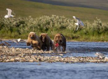Young brown bears fight over a captured king salmon