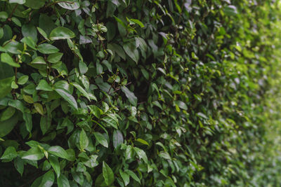 Full frame shot of leaves