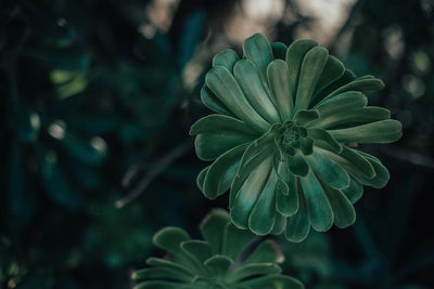 High angle view of flowering plant