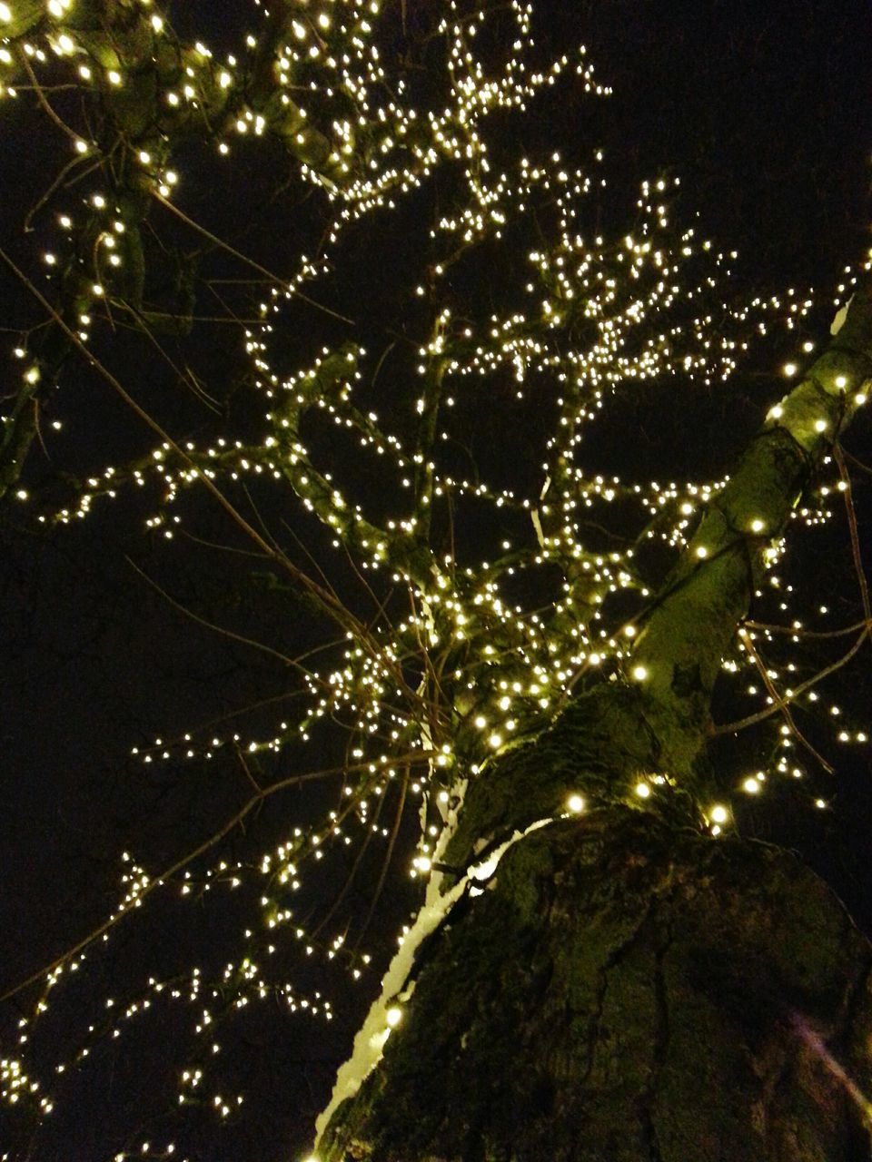 CLOSE-UP OF ILLUMINATED CHRISTMAS TREE AGAINST NIGHT SKY