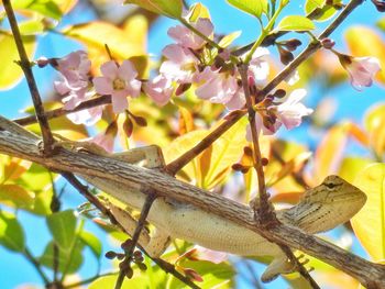 Low angle view of lizard on plant