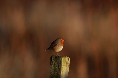 Close-up of bird perching on wooden post