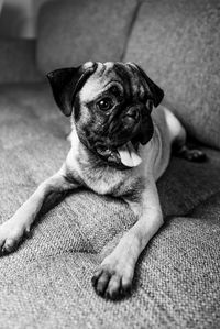 Portrait of dog sitting on sofa