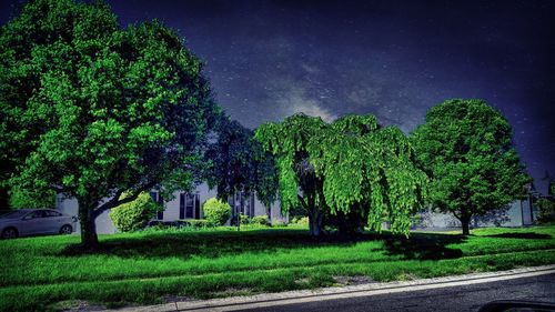 Trees against sky at night