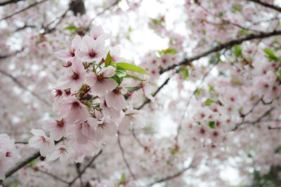 Close-up of pink cherry blossoms in spring