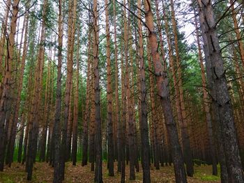 Low angle view of bamboo trees in forest