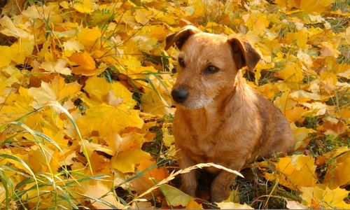 Close-up of dog with yellow flowers during autumn