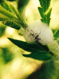 Close-up of insect