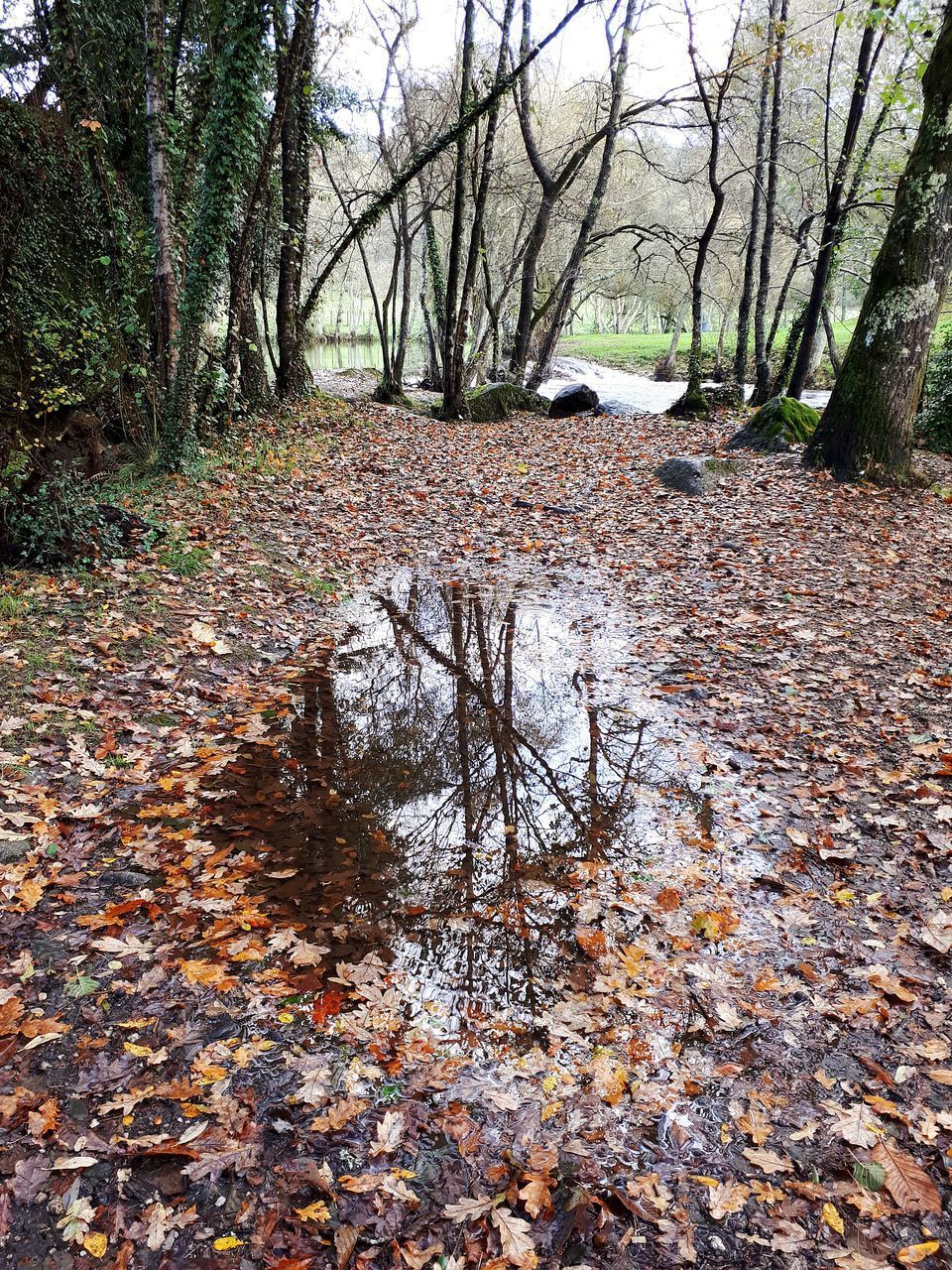 AUTUMN LEAVES IN FOREST