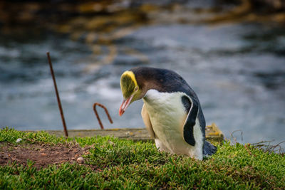 Side view of a bird at lakeshore