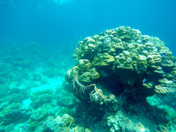 Close-up of coral in sea