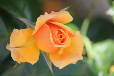 Close-up of orange rose blooming outdoors