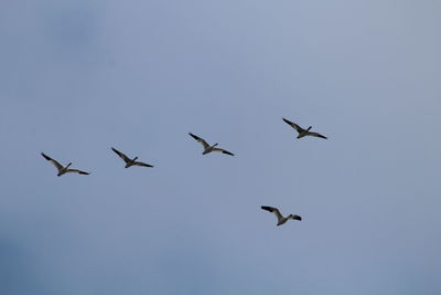 Low angle view of birds flying in sky