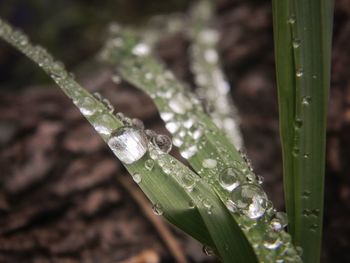 Close-up of raindrops on grass during rainy season