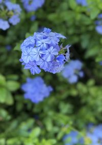 Close-up of purple flowering plant