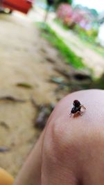 Close-up of ladybug on hand