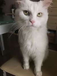 Close-up of cat sitting at home