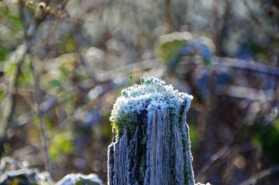 Close-up of frozen plant on land